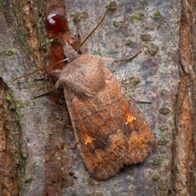 Eupsilia transversa (zimovnice dravá), Pouzdřanský rybník