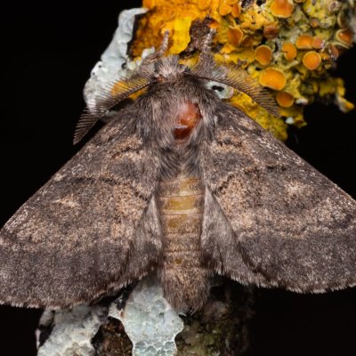 Gluphisia crenata (hřbetozubec nepravý), PP Prameniště Pohořského potoka