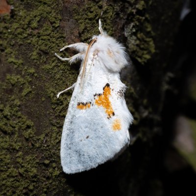 Leucodonta bicoloria (hřbetozubec dvoubarvý), NPR Radostínské rašeliniště
