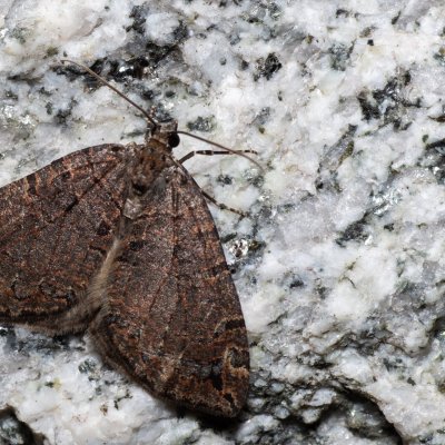 Hydriomena furcata (píďalka jívová), SK, Štôla
