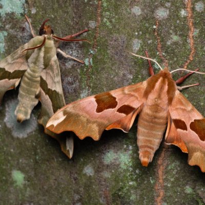 Mimas tiliae (lišaj lipový), NPP Jeskyně Pekárna