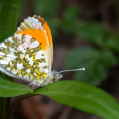 Anthocharis cardamines (bělásek řeřichový), Lanžhot
