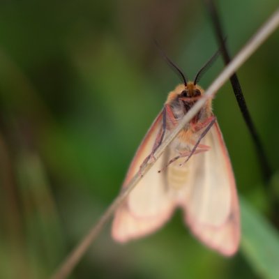 Diacrisia sannio (přástevník chrastavcový), Žebětín
