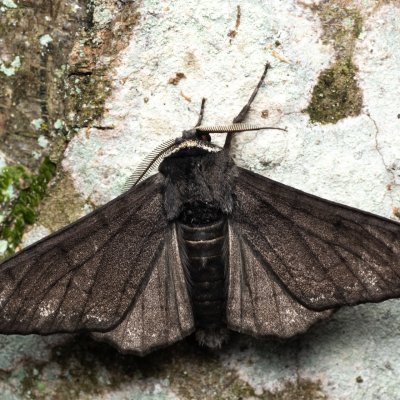 Biston betularia (drsnokřídlec březový), NPP Jeskyně Pekárna