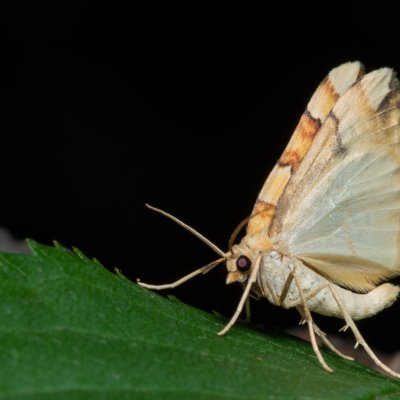 Cidaria fulvata (píďalka žlutá), PR Kamenný vrch