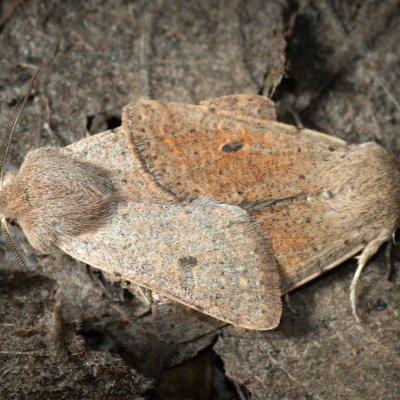 Orthosia cruda (jarnice menší), Žebětín