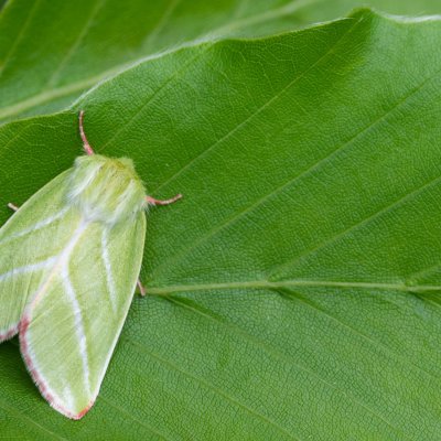 Pseudoips prasinana (zeleněnka buková), Babice nad Svitavou