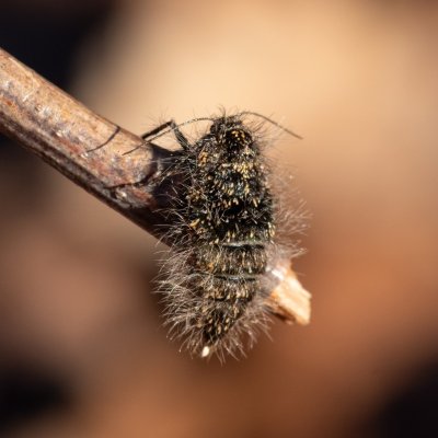 Lycia pomonaria (drsnokřídlec ovocný), Žebětín