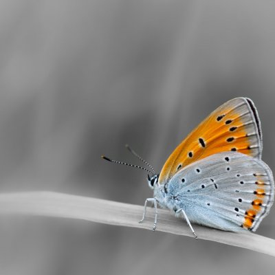 Lycaena dispar (ohniváček černočárný), Podkomorské lesy