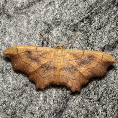 Idaea emarginata (žlutokřídlec zejkovaný), Kývalka