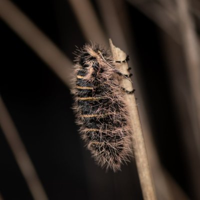 Lycia zonaria (drsnokřídlec bělopásný), PP Člupy