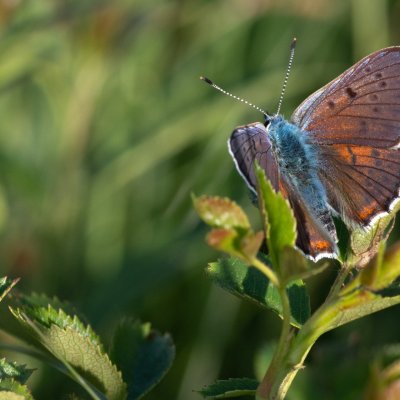 Lycaena alciphron (ohniváček modrolesklý), Havranické vřesoviště