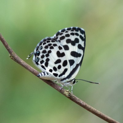 Castalius rosimon (-), TH, Khao Sok