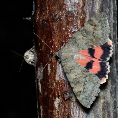 Catocala puerpera (stužkonoska vzácná), Hrušovany u Brna