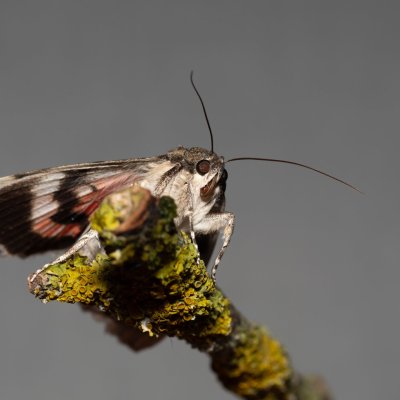 Catocala nupta (stužkonoska olšová), NPP Na Adamcích