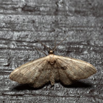 Idaea laevigata (žlutokřídlec listový), SK, Štôla