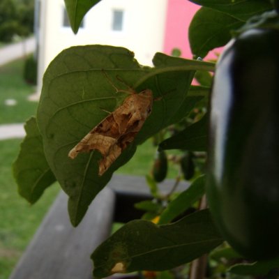 Phlogophora meticulosa (blýskavka mramorovaná), Žebětín