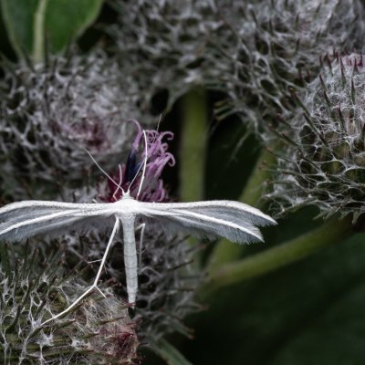 , PP Střelická bažinka