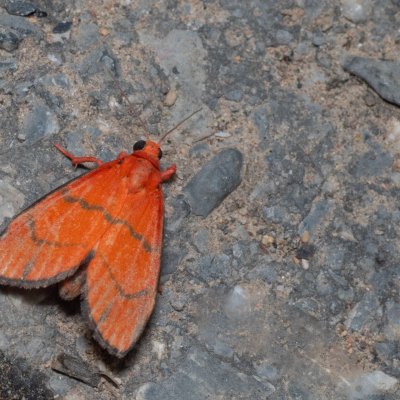 Wittasura lineatus (-), TH, Khao Sok