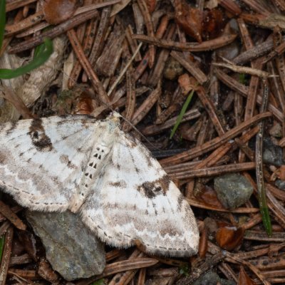 Xanthorhoe montanata (píďalka šťovíková), PP Prameniště Pohořského potoka