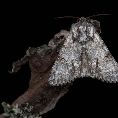Acronicta menyanthidis (šípověnka vachtová), NPR Radostínské rašeliniště