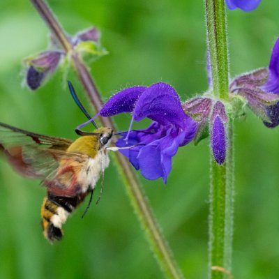 Hemaris fuciformis (dlouhozobka zimolezová), PP Velká Klajdovka