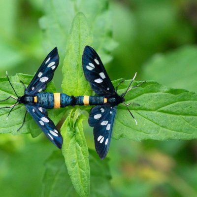 Amata phegea (běloskvrnáč pampeliškový), Žebětín