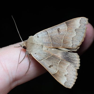 Minucia lunaris (hnědopáska dubová), NS Bučín