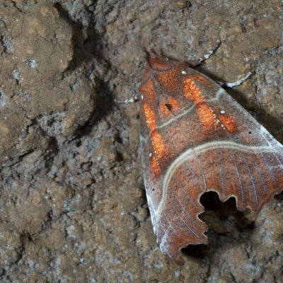 Scoliopteryx libatrix (sklepnice obecná), jeskyně Jáchymka