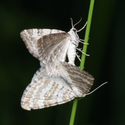 Perizoma albulata (píďalka kokrhelová), PP Prameniště Pohořského potoka