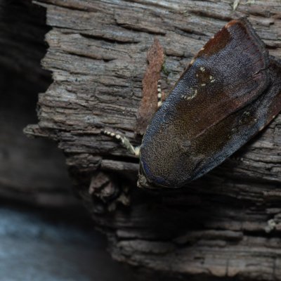 Noctua janthina (osenice černolemá), Augšperský potok