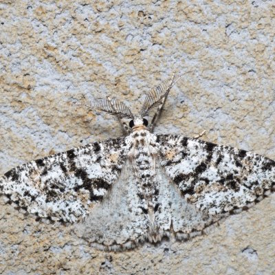 Fagivorina arenaria (různorožec černopásný), HR, Krasno