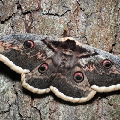 Saturnia pyri (martináč hrušňový), PP Střelický les