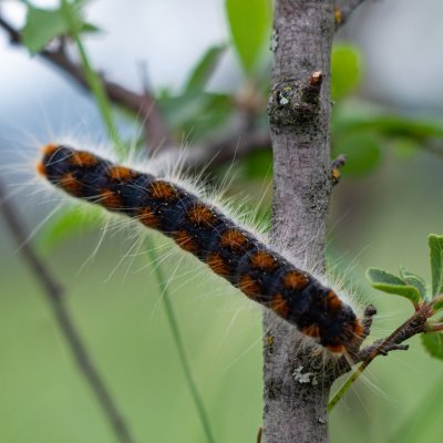 Eriogaster lanestris (bourovec březový), NPR Mohelenská hadcová step