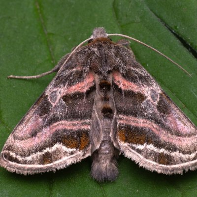 Euchalcia variabilis (kovolesklec horský), NPR Děvín