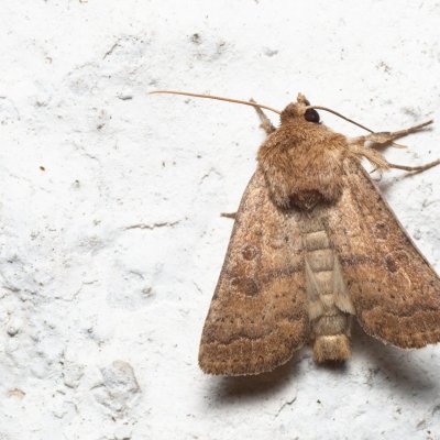 Hoplodrina octogenaria (blýskavka ptačincová), Lukovany