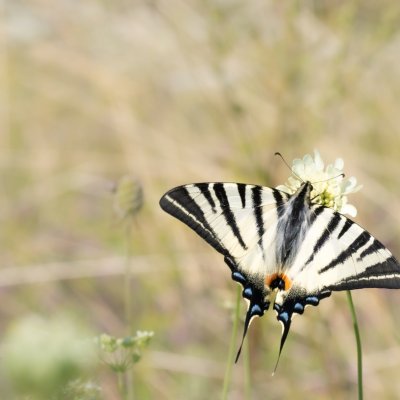 Iphiclides podalirius (otakárek ovocný), PR Kamenný vrch