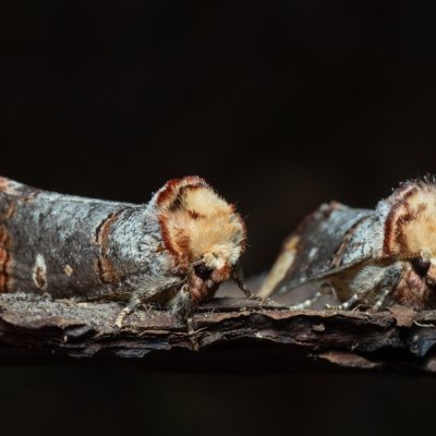 Phalera bucephala (vztyčnořitka lipová), Augšperský potok