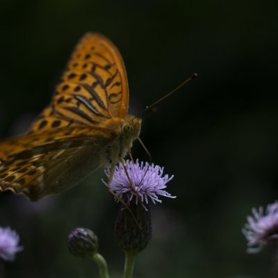 Argynnis paphia (perleťovec stříbropásek), PR Rakovecké stráně a údolí bledulí