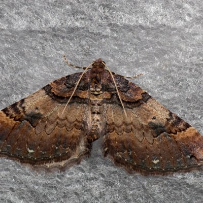 Earophila badiata (píďalka šípková), PR Kamenný vrch