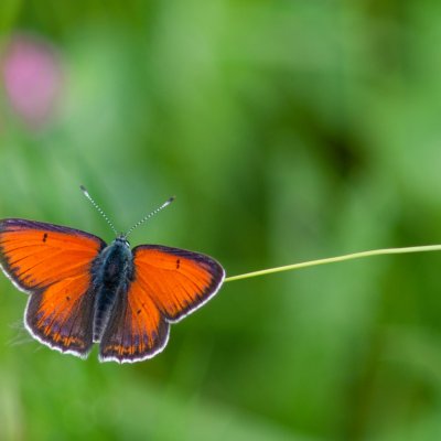 Lycaena hippothoe (ohniváček modrolemý), Rudice