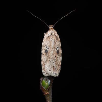 Agonopterix arenella (plochuška lopuchová), PR Pavlovské mokřady