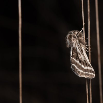 Lycia zonaria (drsnokřídlec bělopásný), PP Člupy