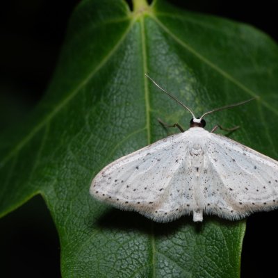 Idaea seriata (žlutokřídlec střemchový), HR, Jablanac
