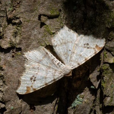 Macaria notata (kropenatec březový), PP Pekárna