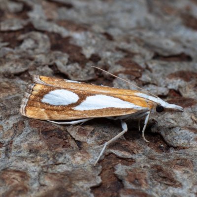 Catoptria pinella (travařík metlicový), PP Kamenný vrch u Kurdějova