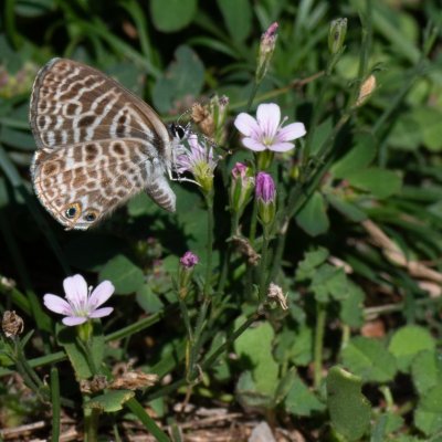 Leptotes pirithous (modrásek tažný), HR, Jablanac
