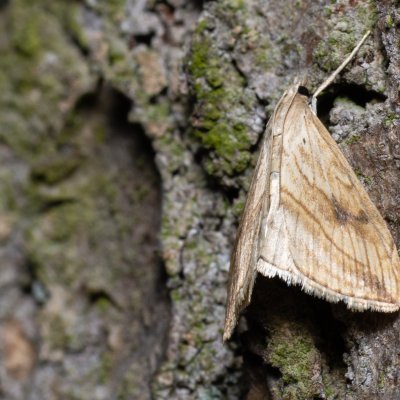 Evergestis forficalis (zavíječ zelný), Kývalka