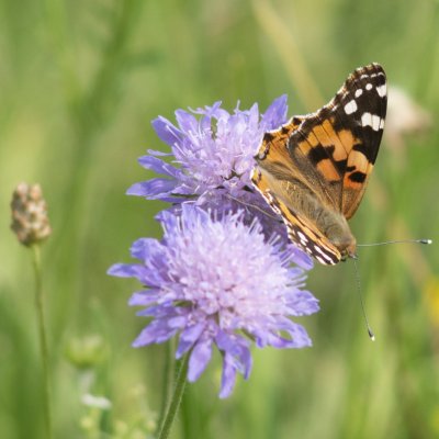 Vanessa cardui (babočka bodláková), PR Rakovecké stráně a údolí bledulí