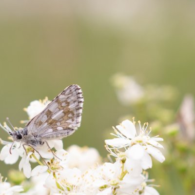Pyrgus carthami (soumračník proskurníkový), NPR Mohelenská hadcová step